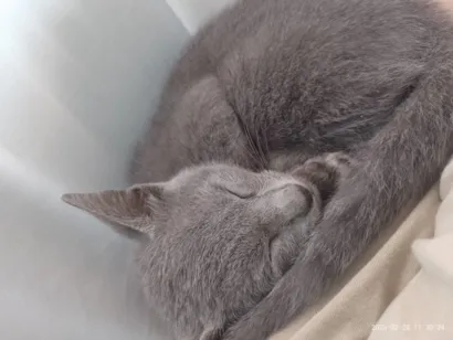 Gato raça SRD-ViraLata idade 2 a 6 meses nome Cross