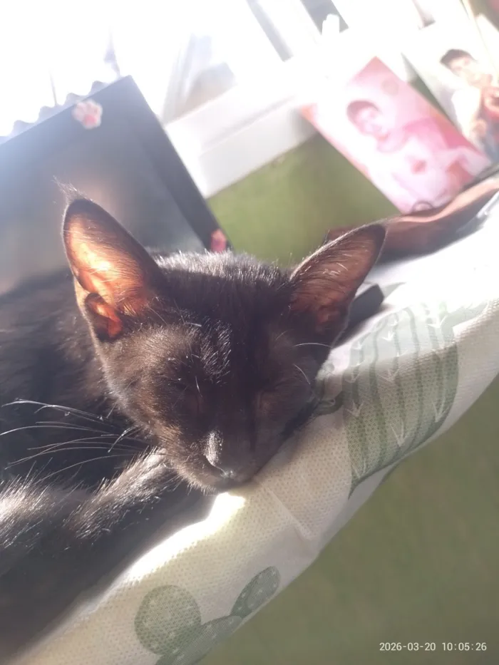 Gato raça SRD-ViraLata idade 2 a 6 meses nome Lewis 