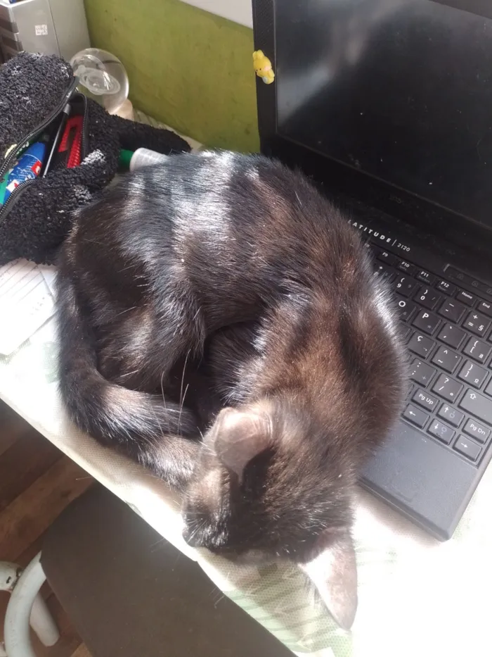 Gato raça SRD-ViraLata idade 2 a 6 meses nome Lewis 