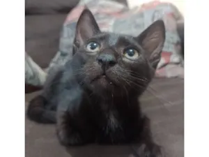 Gato raça SRD-ViraLata idade 2 a 6 meses nome Lewis 