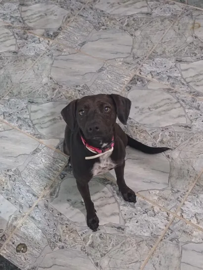 Cachorro raça SRD-ViraLata idade 1 ano nome Cacau 