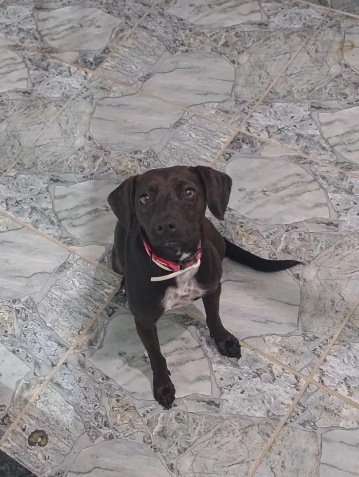 Cachorro raça SRD-ViraLata idade 1 ano nome Cacau 