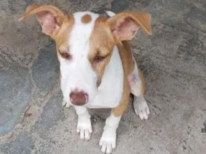 Cachorro raça SRD-ViraLata idade 2 a 6 meses nome LUNA