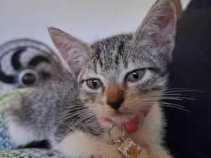 Gato raça SRD-ViraLata idade 2 a 6 meses nome Fêmea, precisa urgentemente de adoção 