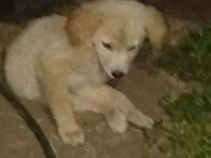 Cachorro raça SRD-ViraLata idade 2 a 6 meses nome bolota