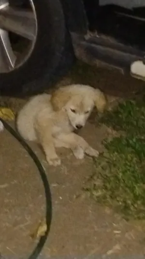 Cachorro raça SRD-ViraLata idade 2 a 6 meses nome bolota