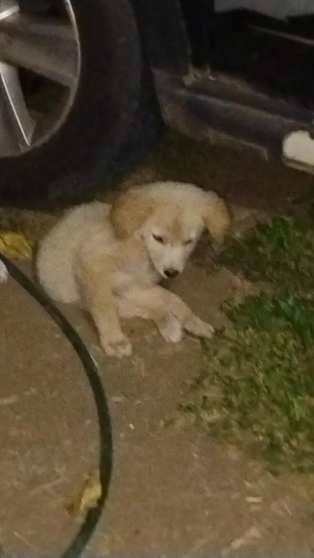 Cachorro raça SRD-ViraLata idade 2 a 6 meses nome bolota