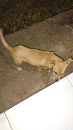 Cachorro raça SRD-ViraLata idade 2 a 6 meses nome max