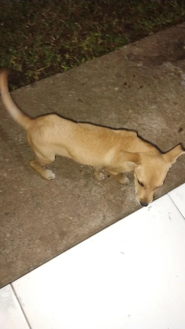Cachorro raça SRD-ViraLata idade 2 a 6 meses nome max