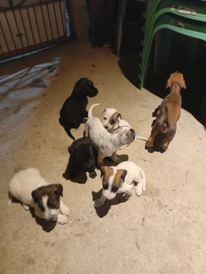 Cachorro raça SRD-ViraLata idade Abaixo de 2 meses nome Mônica Alcantara