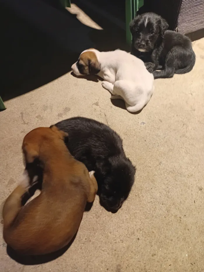 Cachorro raça SRD-ViraLata idade Abaixo de 2 meses nome Mônica Alcantara