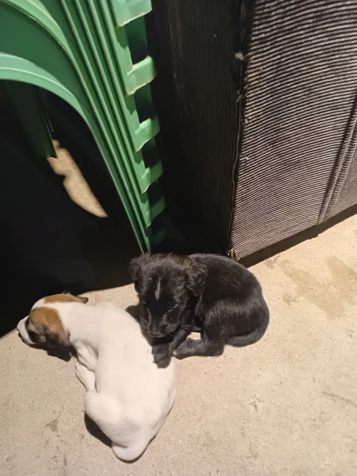 Cachorro raça SRD-ViraLata idade Abaixo de 2 meses nome Mônica Alcantara