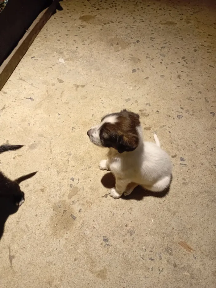 Cachorro raça SRD-ViraLata idade Abaixo de 2 meses nome Mônica Alcantara