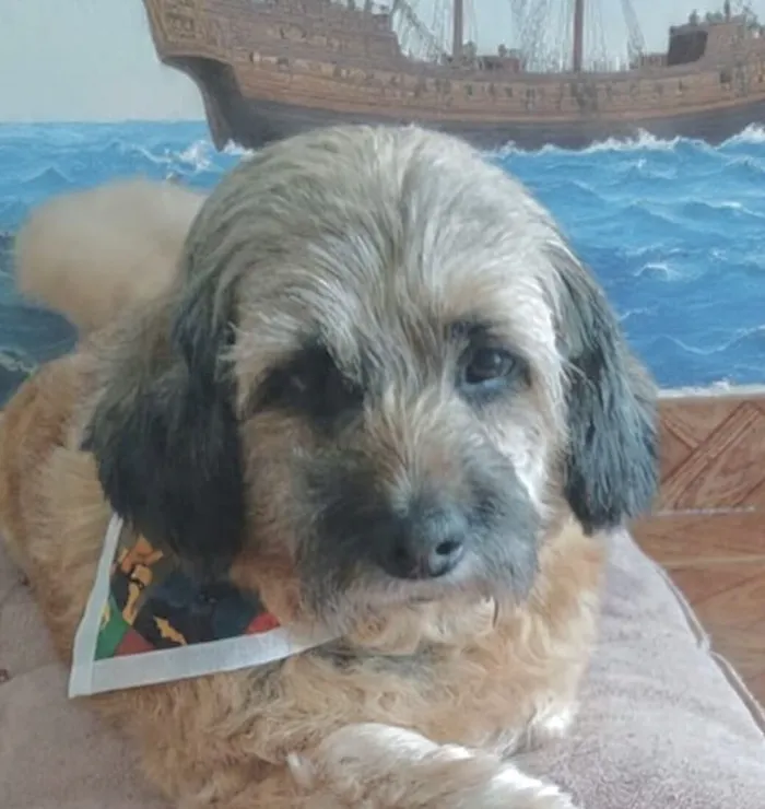 Cachorro raça Shitzu idade 1 ano nome Duque 