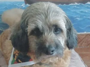 Cachorro raça Shitzu idade 1 ano nome Duque 