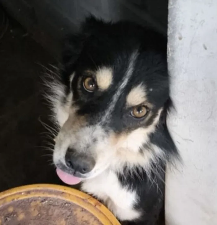 Cachorro raça SRD-ViraLata idade 1 ano nome Zeus 