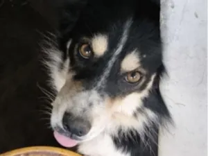 Cachorro raça SRD-ViraLata idade 1 ano nome Zeus 