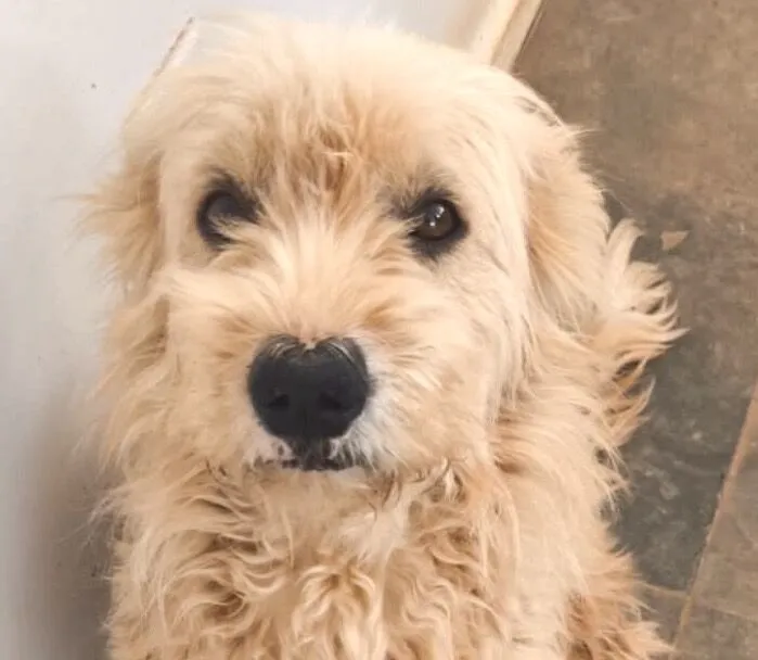 Cachorro raça Poodle idade 7 a 11 meses nome Bob 