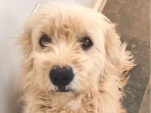 Cachorro raça Poodle idade 7 a 11 meses nome Bob 