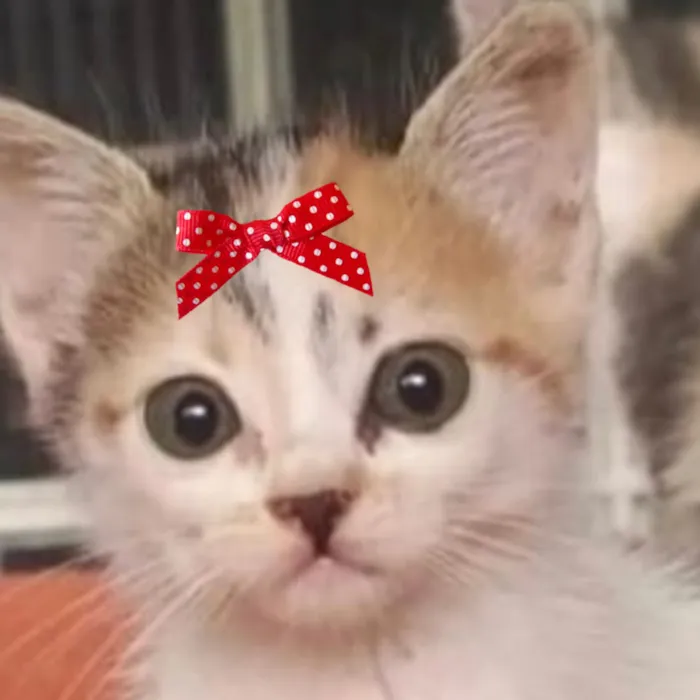 Gato raça SRD-ViraLata idade 2 a 6 meses nome Bia 