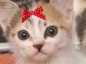 Gato raça SRD-ViraLata idade 2 a 6 meses nome Bia 