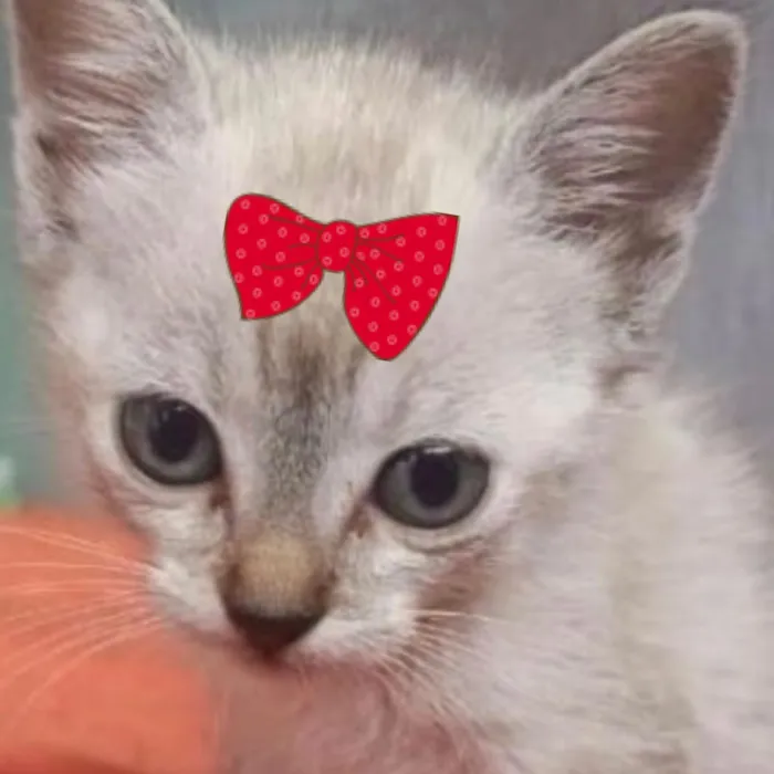 Gato raça SRD-ViraLata idade 2 a 6 meses nome Mia 