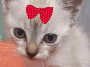 Gato raça SRD-ViraLata idade 2 a 6 meses nome Mia 