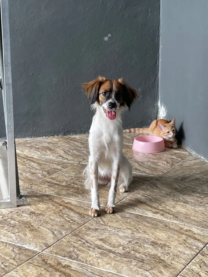Cachorro raça SRD-ViraLata idade 7 a 11 meses nome Malia 