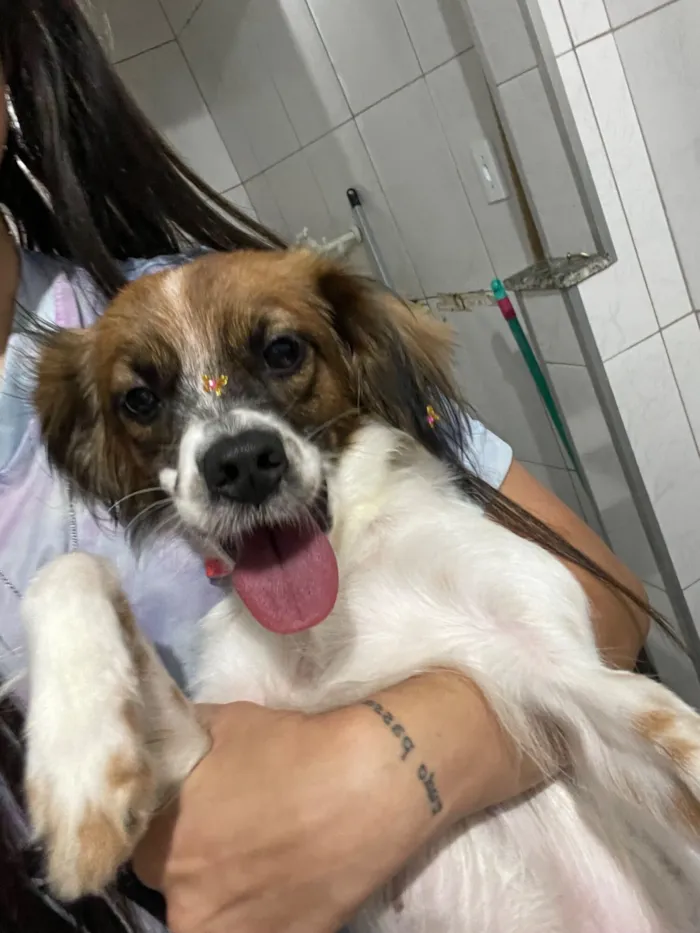 Cachorro raça SRD-ViraLata idade 7 a 11 meses nome Malia 