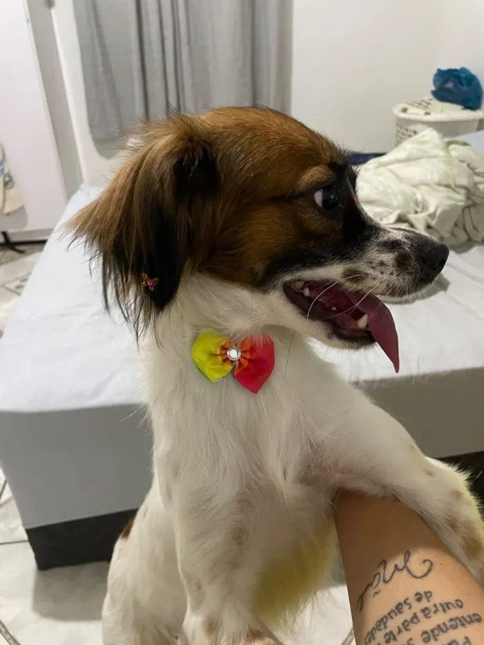 Cachorro raça SRD-ViraLata idade 7 a 11 meses nome Malia 