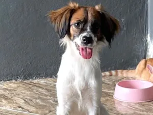 Cachorro raça SRD-ViraLata idade 7 a 11 meses nome Malia 