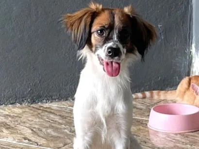 Cachorro raça SRD-ViraLata idade 7 a 11 meses nome Malia 