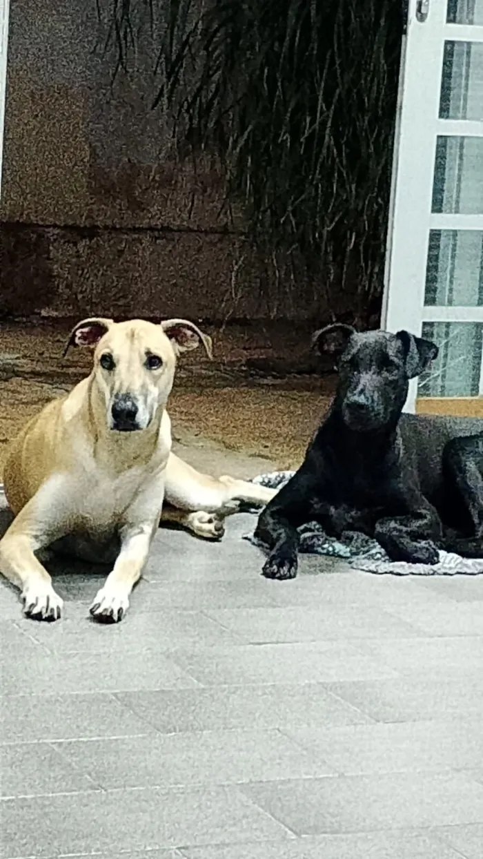 Cachorro raça SRD-ViraLata idade 1 ano nome Duque irmão 1