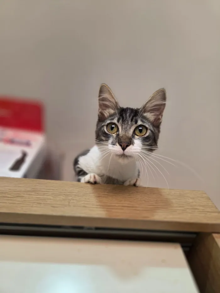 Gato raça SRD-ViraLata idade 2 a 6 meses nome Nanda