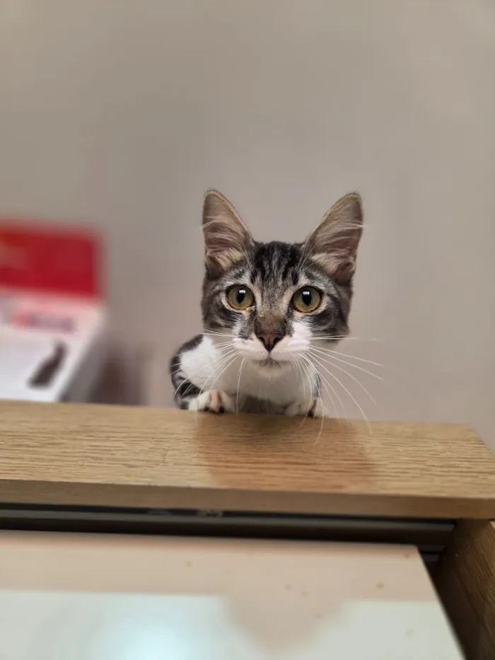 Gato raça SRD-ViraLata idade 2 a 6 meses nome Nanda