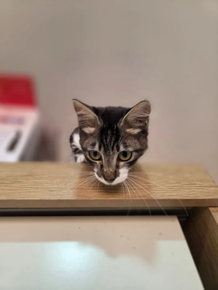 Gato raça SRD-ViraLata idade 2 a 6 meses nome Nanda