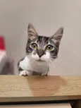 Nanda