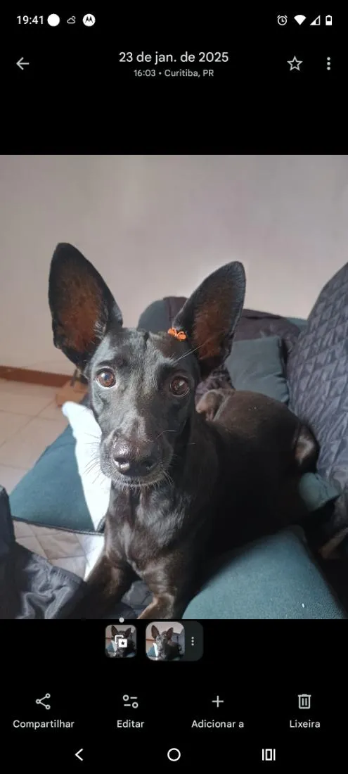 Cachorro raça SRD-ViraLata idade 2 a 6 meses nome Aime