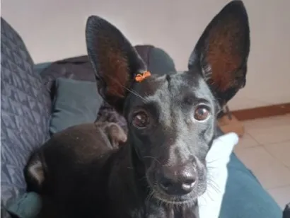 Cachorro raça SRD-ViraLata idade 2 a 6 meses nome Aime