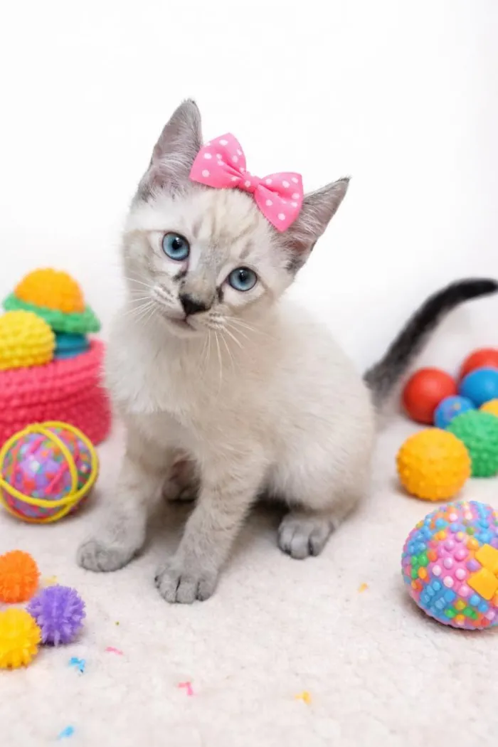 Gato raça SRD-ViraLata idade 2 a 6 meses nome Mariana