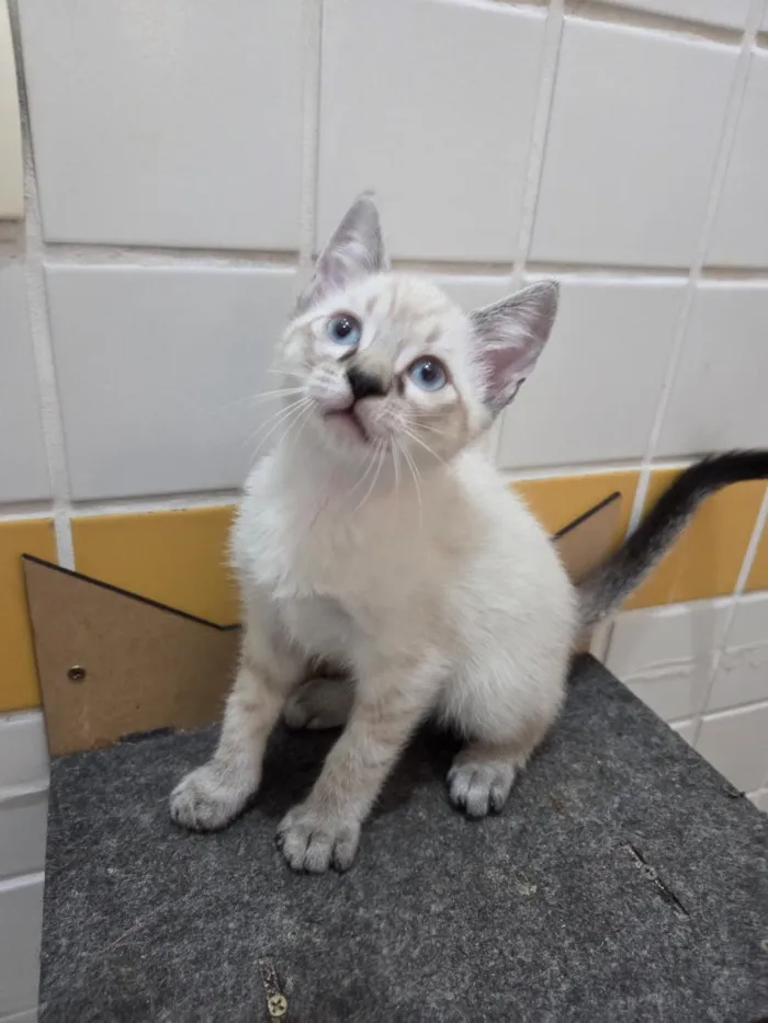 Gato raça SRD-ViraLata idade 2 a 6 meses nome Mariana