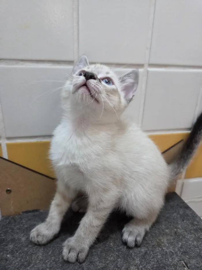 Gato raça SRD-ViraLata idade 2 a 6 meses nome Mariana