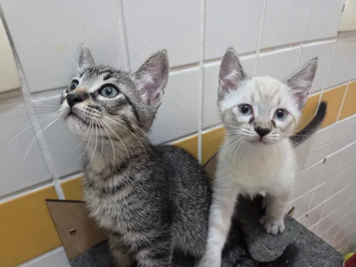 Gato raça SRD-ViraLata idade 2 a 6 meses nome Mariana