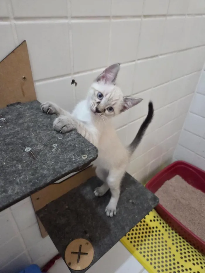 Gato raça SRD-ViraLata idade 2 a 6 meses nome Mariana