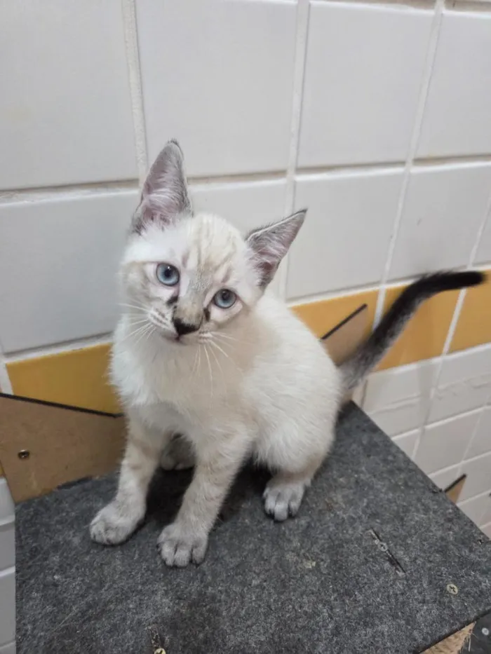 Gato raça SRD-ViraLata idade 2 a 6 meses nome Mariana