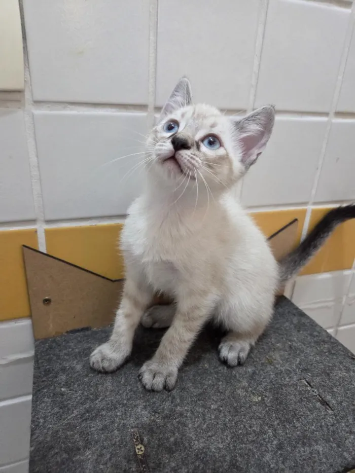 Gato raça SRD-ViraLata idade 2 a 6 meses nome Mariana
