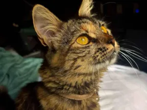 Gato raça SRD-ViraLata idade 7 a 11 meses nome MinMing