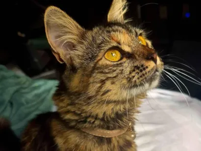 Gato raça SRD-ViraLata idade 7 a 11 meses nome MinMing