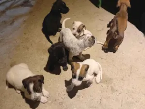 Cachorro raça SRD-ViraLata idade Abaixo de 2 meses nome Mônica Alcantara