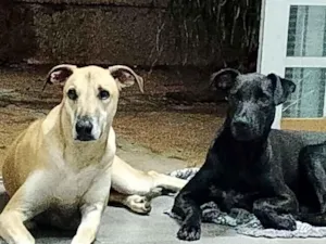 Cachorro raça SRD-ViraLata idade 1 ano nome Duque irmão 1